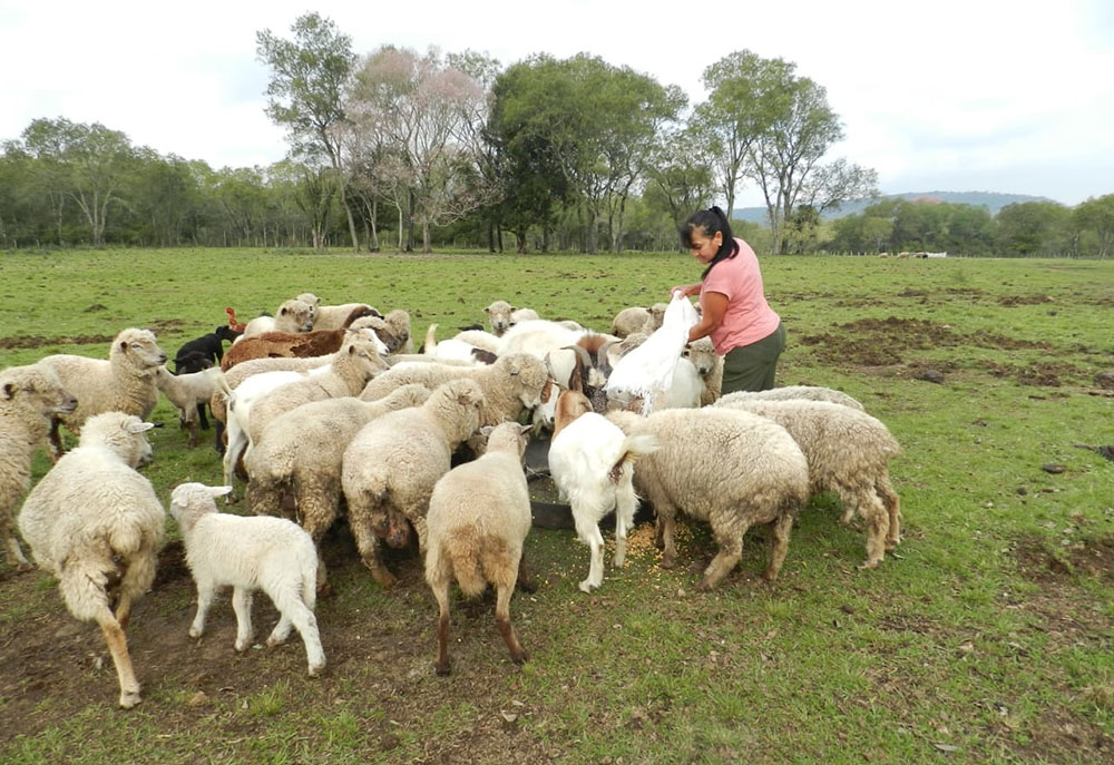 Desarrollan app para productores ovinos y caprinos de la Zona Sur