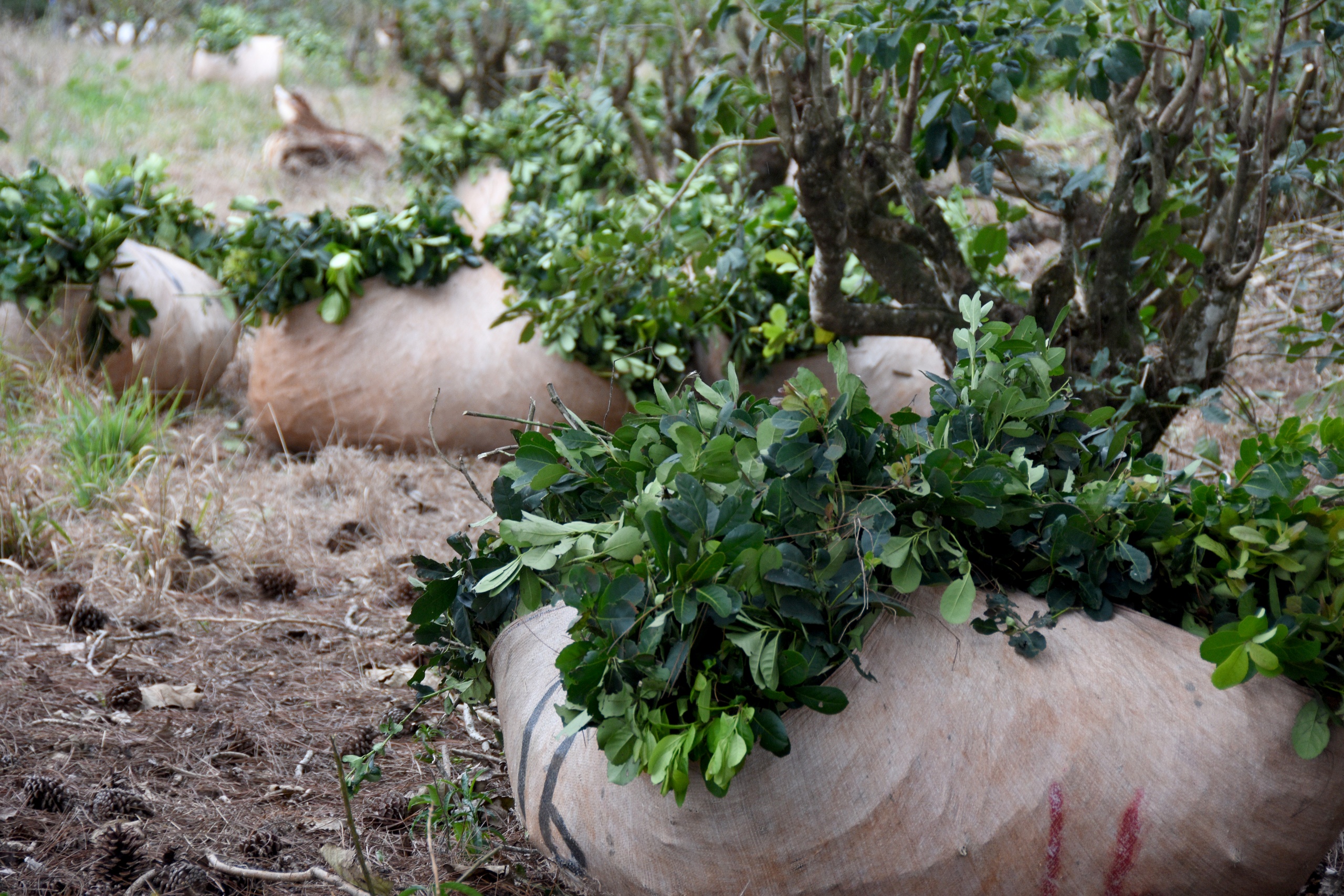 Malestar en referentes de la economía por efectos negativos del cepo cambiario