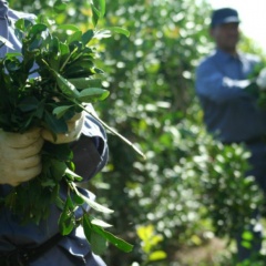 Yerba Mate - Paraguay