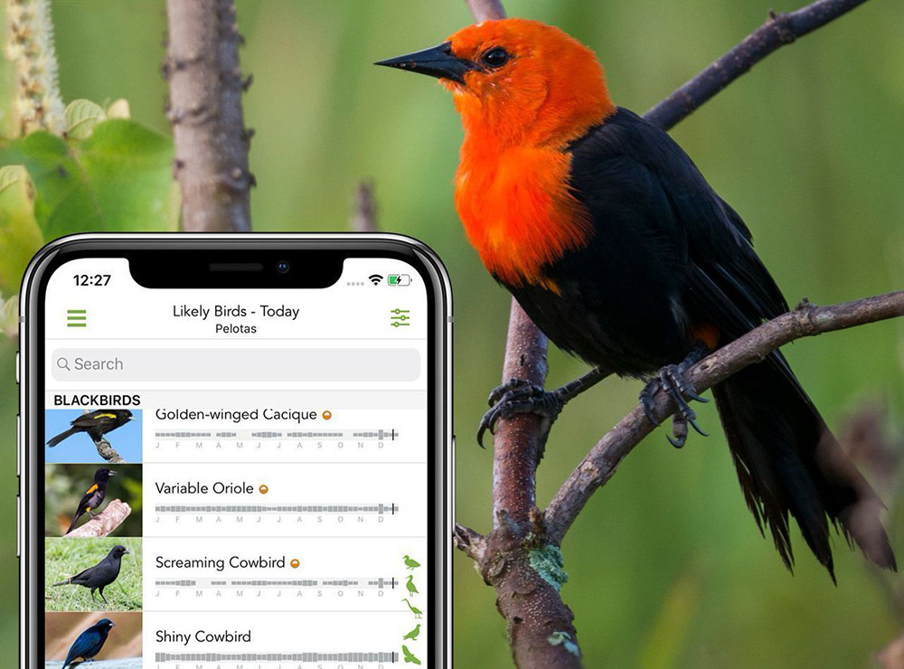 Paraguay - Merlin Bird ID