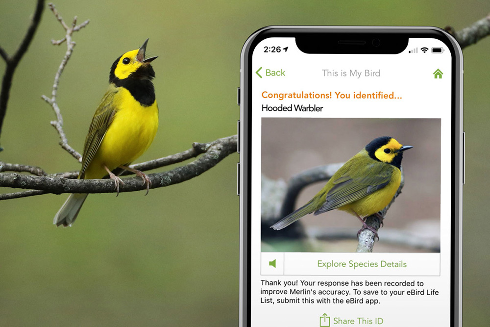 Paraguay - Merlin Bird ID