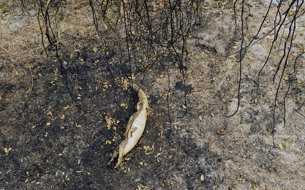 Incendio: senadores de San Pablo quieren estatus legal para el Pantanal