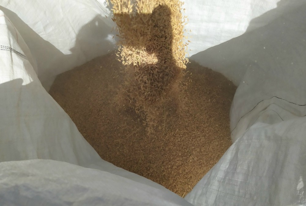 Crearon una nueva herramienta para verificar los cultivos de arroz