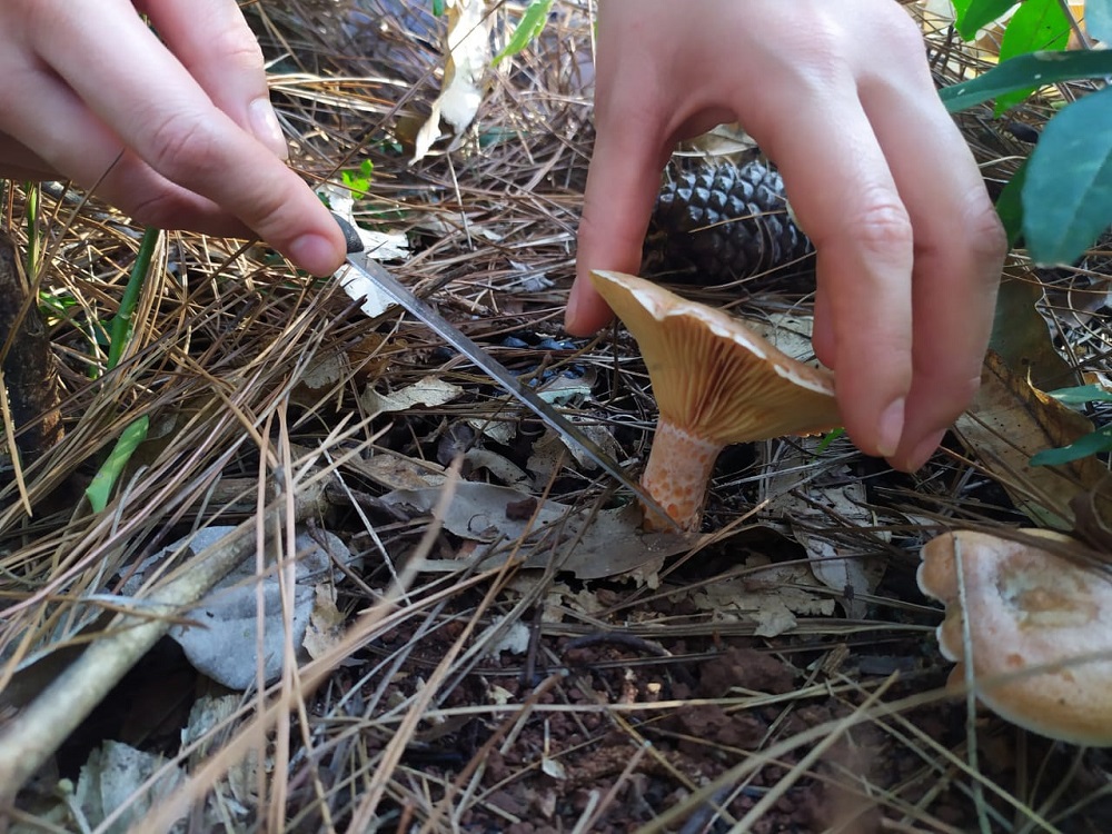 Primer Encuentro de Productores y Recolectores de Hongos de Misiones