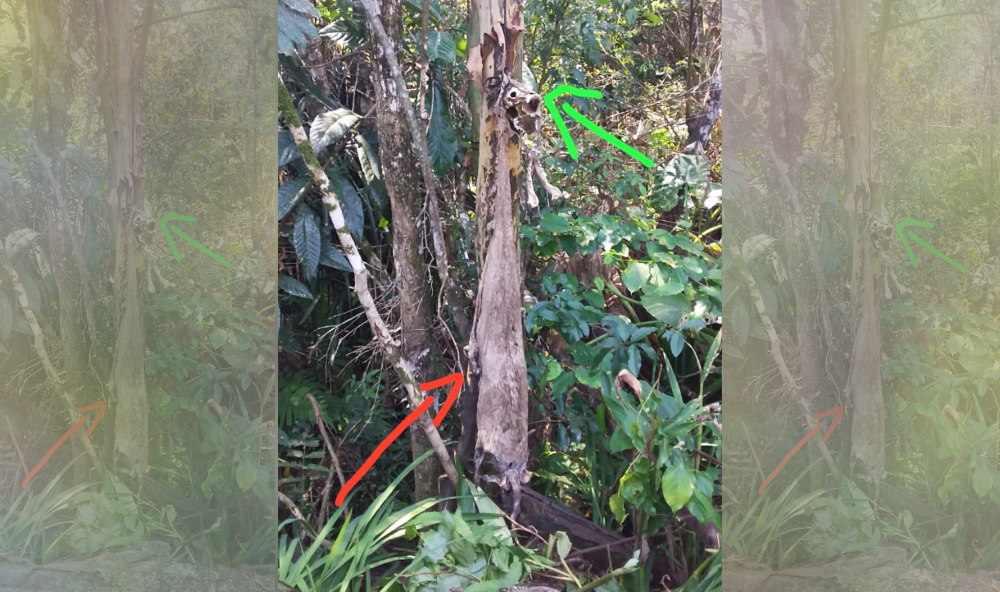 Dueño ahorcó a su perro en el fondo de su lote