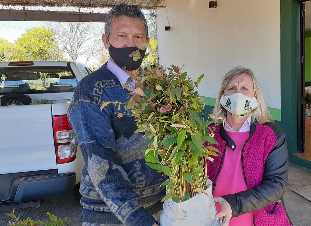 Repartieron pinos y eucaliptus en Apóstoles