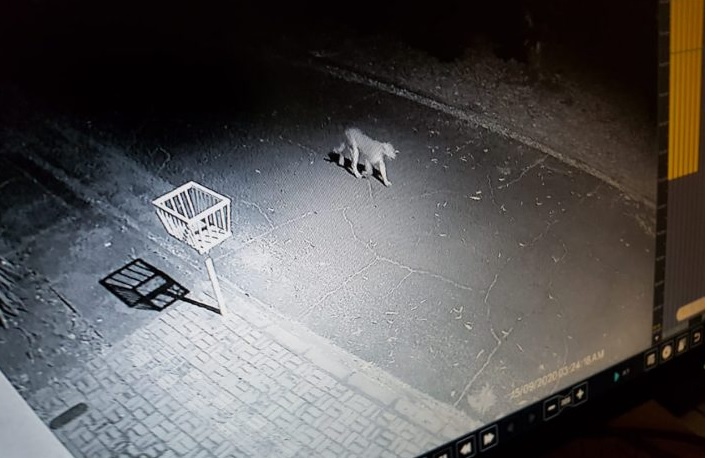 Apareció un puma caminando por las calles de Foz
