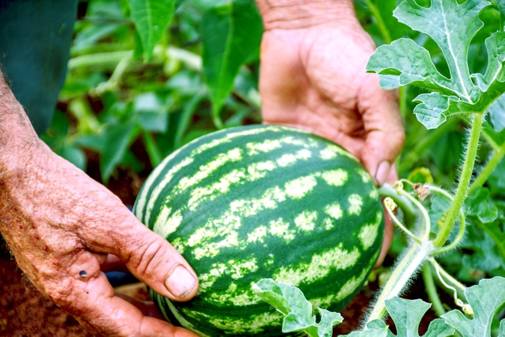 En noviembre arranca la cosecha de la sandía primicia