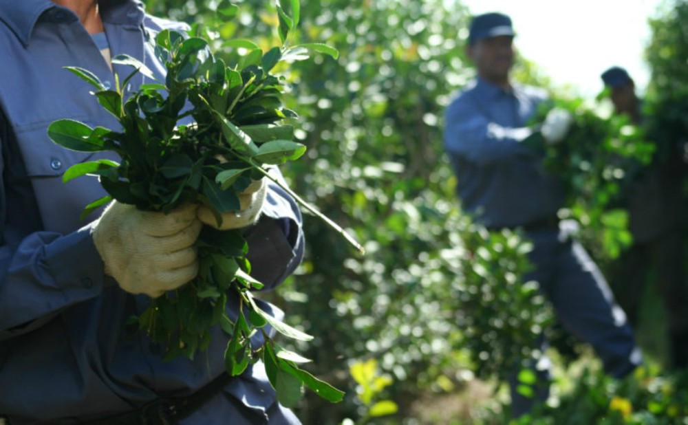 Yerbateros intentarán que el precio de la hoja verde quede establecido en $35