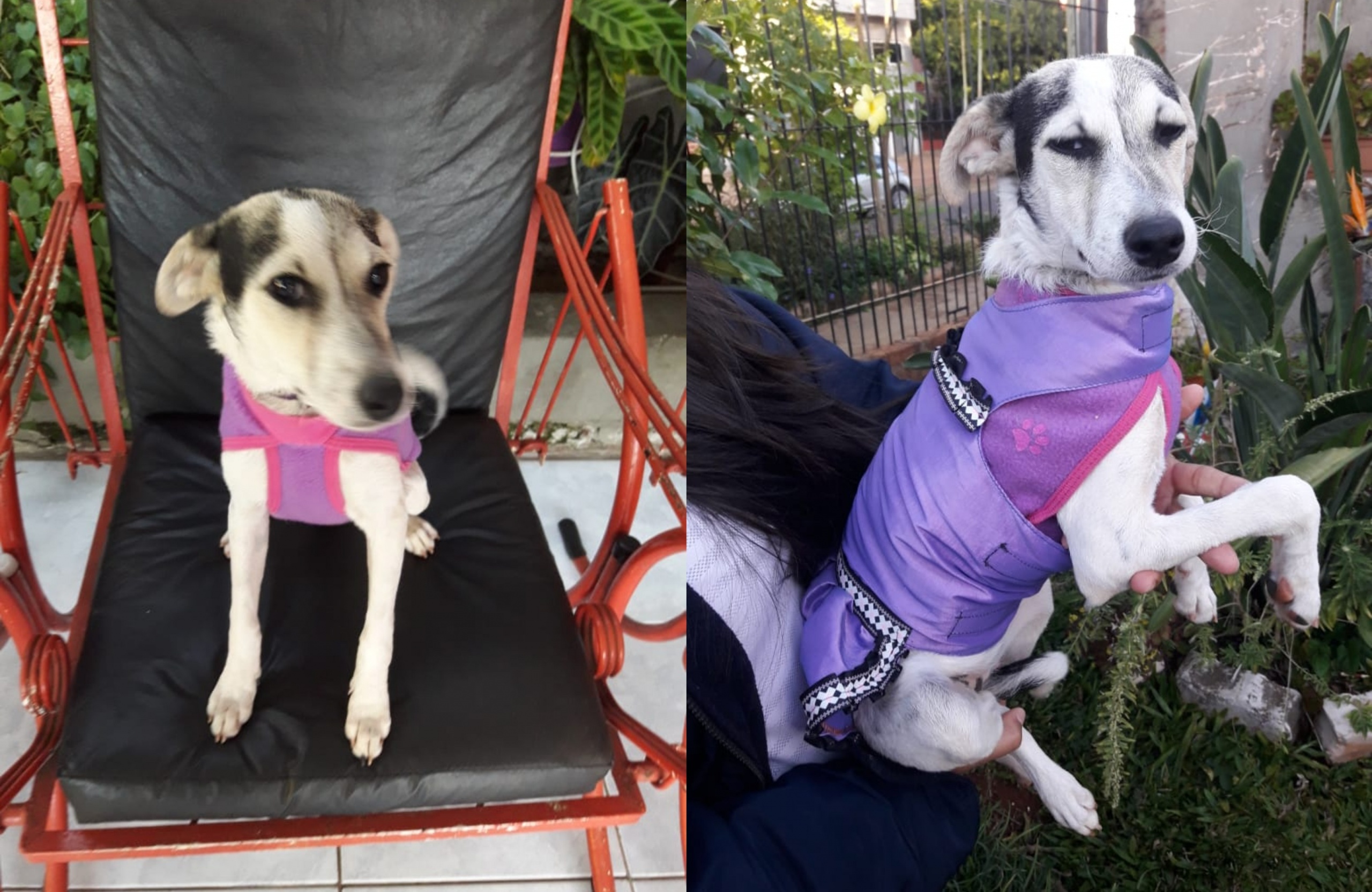 Ya encontraron a Blanquita en Posadas