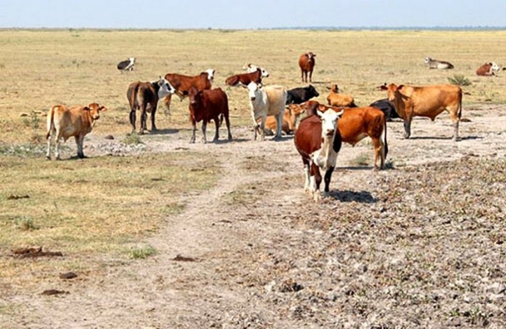 Nación declarará emergencia agropecuaria para Corrientes y Chaco
