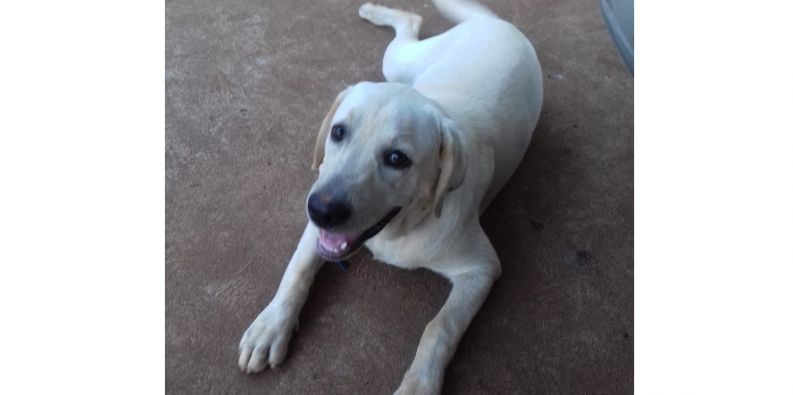 Mascotas perdidas: ya apareció Homero