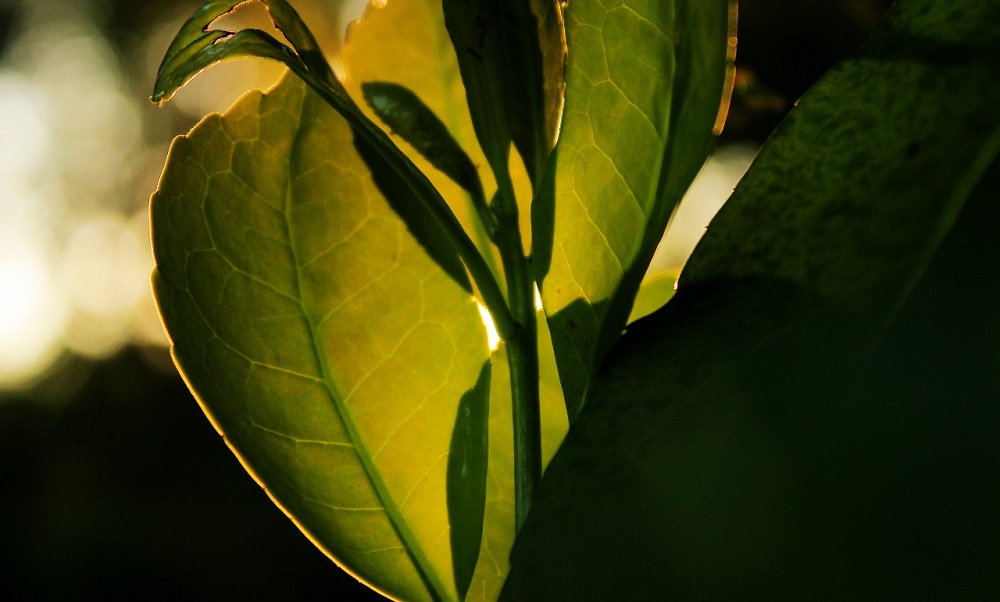 Promueven la incorporaci&oacute;n de &aacute;rboles en plantaciones yerbateras