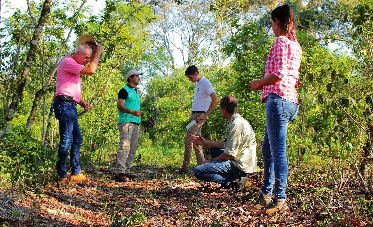 Promueven la incorporación de árboles en plantaciones yerbateras