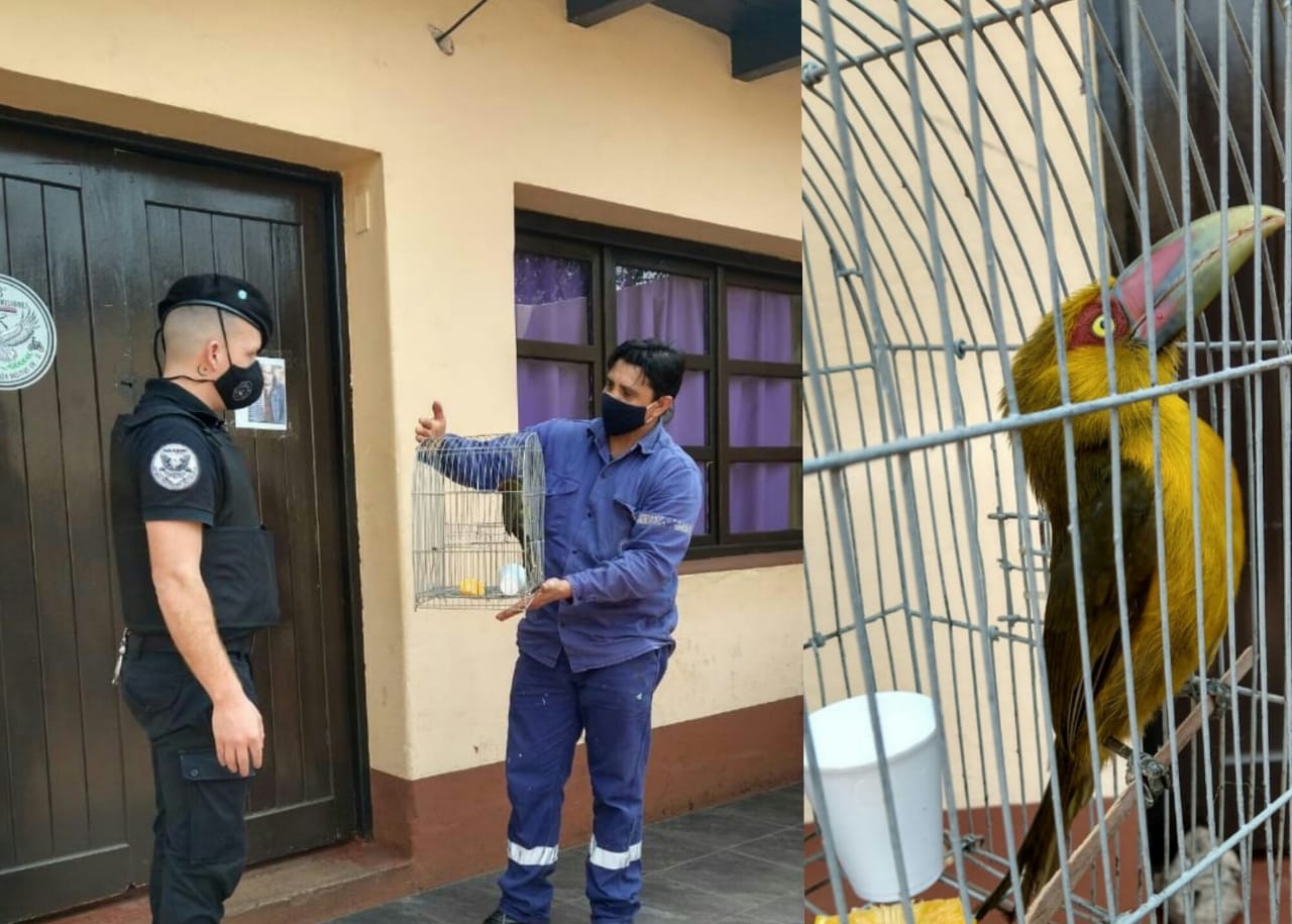 En Oberá, resguardaron a un tucán hallado en la vía pública