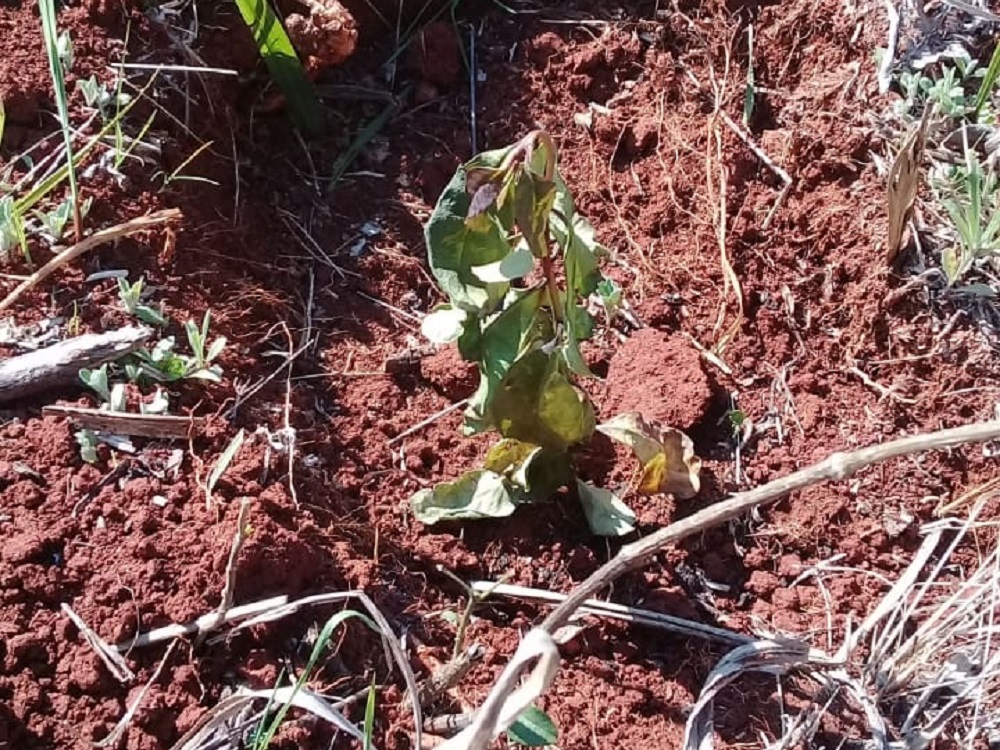 La sequía afecta a las plantaciones y los productores arrancaron con los riegos
