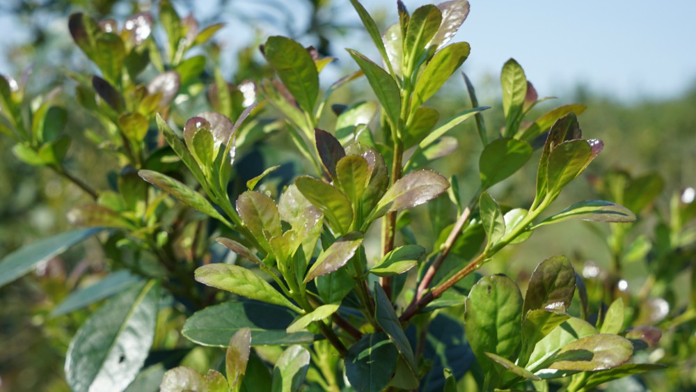 Yerba mate: en octubre y noviembre rige la suspensión de la cosecha