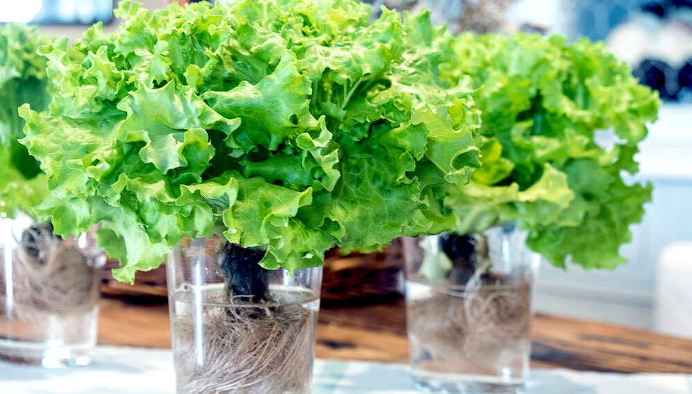 Consejos hogareños para cultivar diferentes plantas en botellas