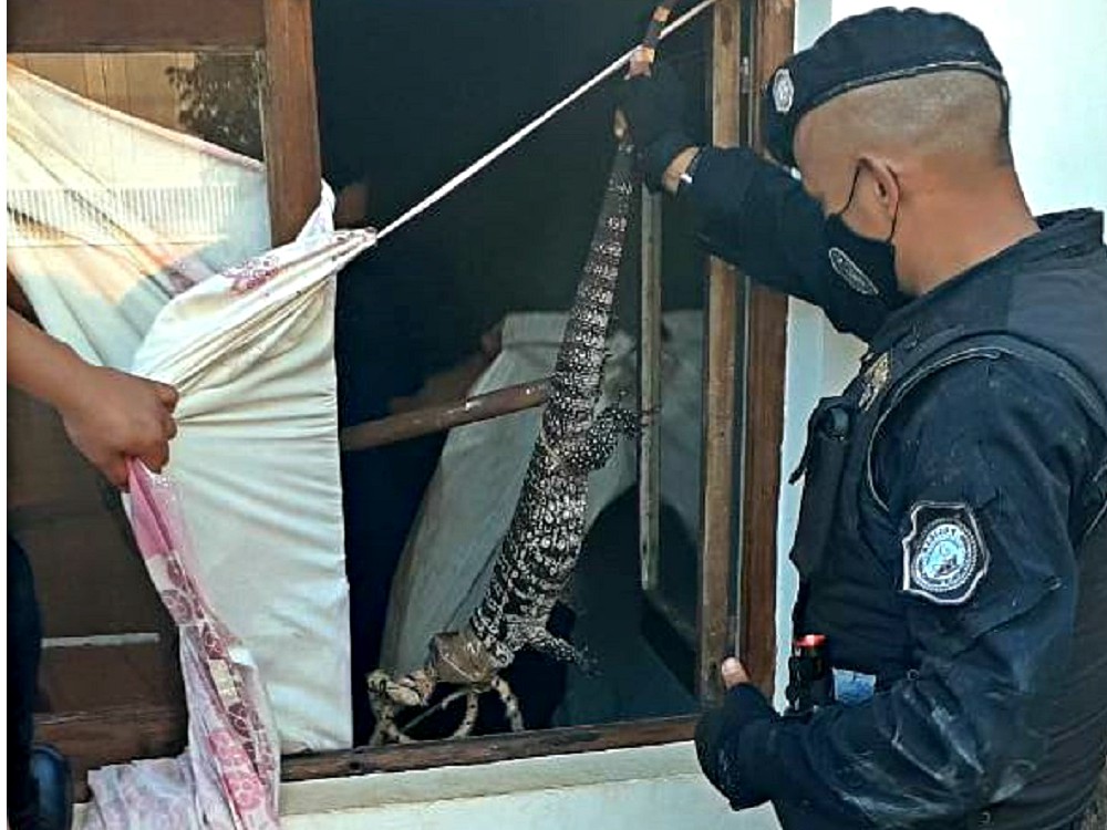 Apareció un lagarto en pleno centro de Jardín América