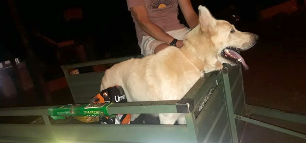 Adopción responsable: Olaf busca una familia que lo ame