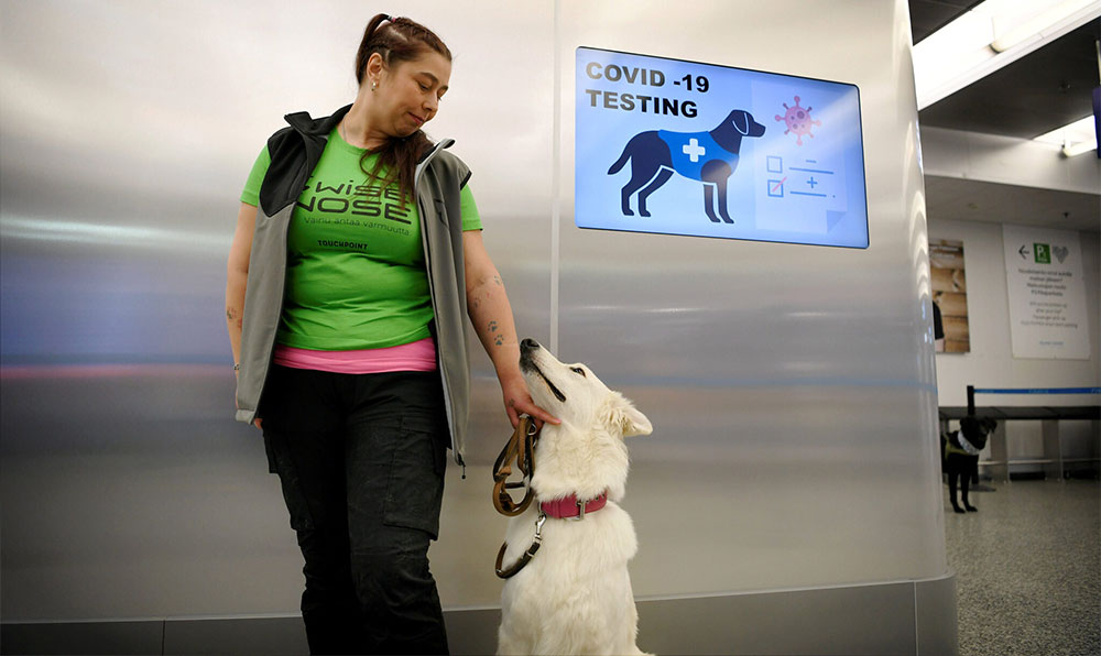 Detectan casos de coronavirus con perros rastreadores en Finlandia