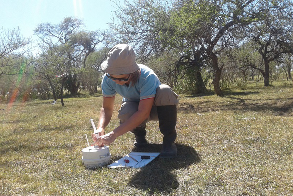 Sistemas ganaderos emiten menos óxido nitroso en bosques nativos