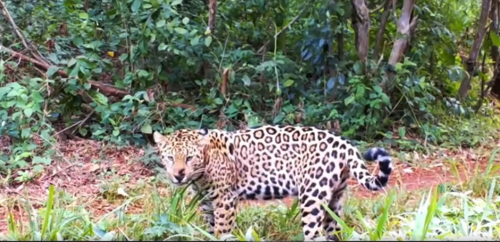 Captaron a una yaguareté comiendo pasto en una reserva de Misiones