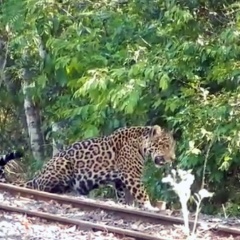 Yaguareté - iguazú