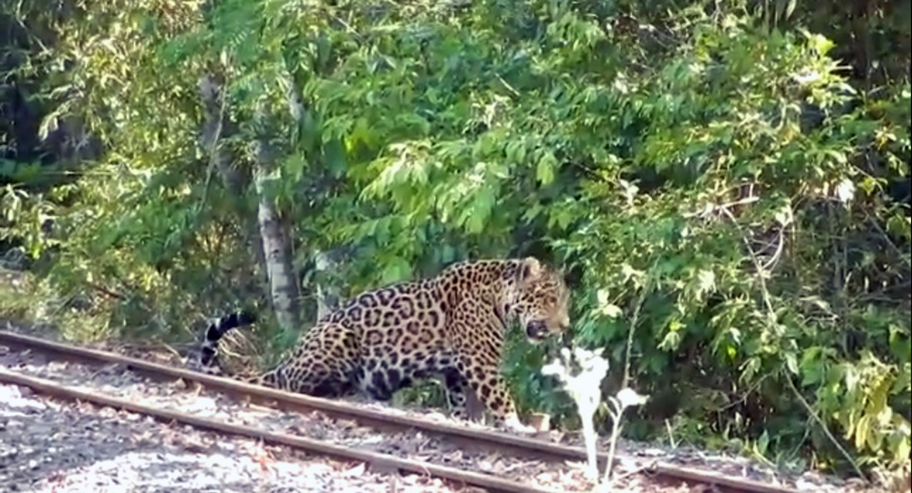 Yaguareté - iguazú