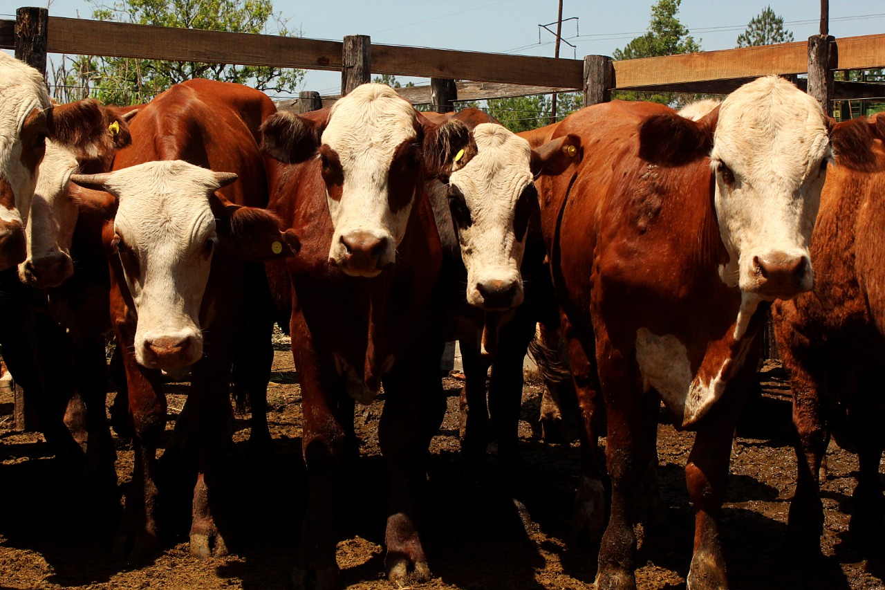 Récord de animales y buenos precios en el tercer remate ganadero de Misiones