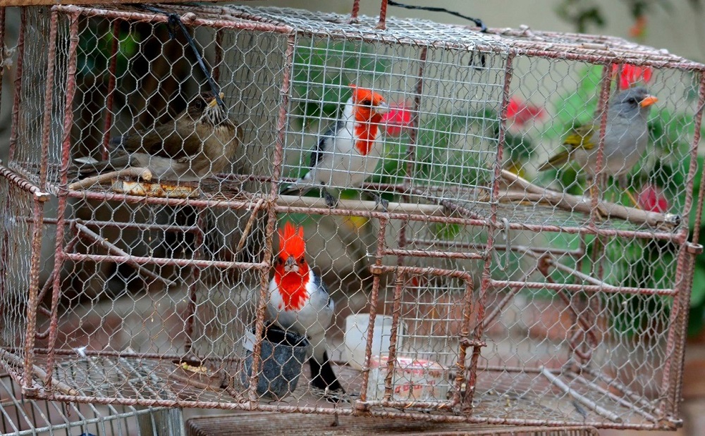 Las redes sociales, la gran vidriera para el tráfico de fauna