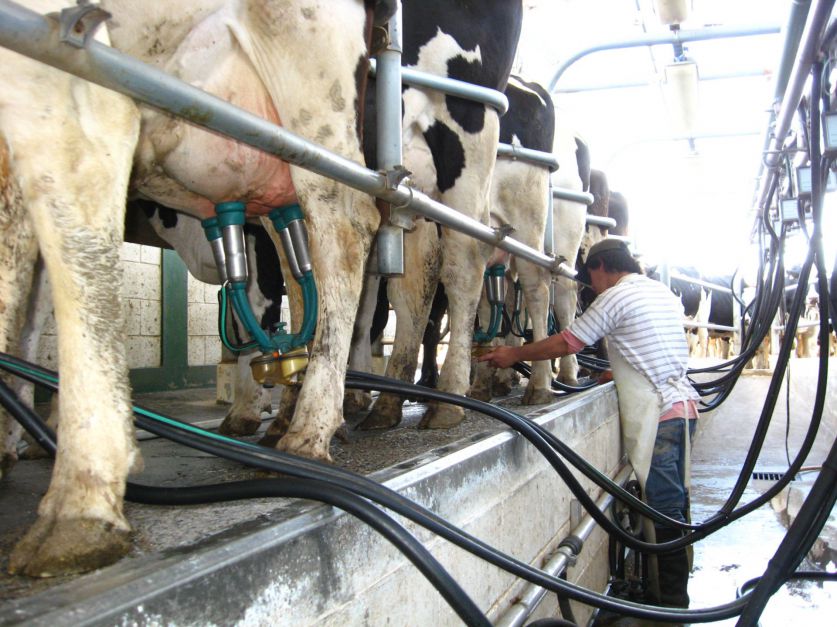 Argentina fue el país que más elevó su producción de leche