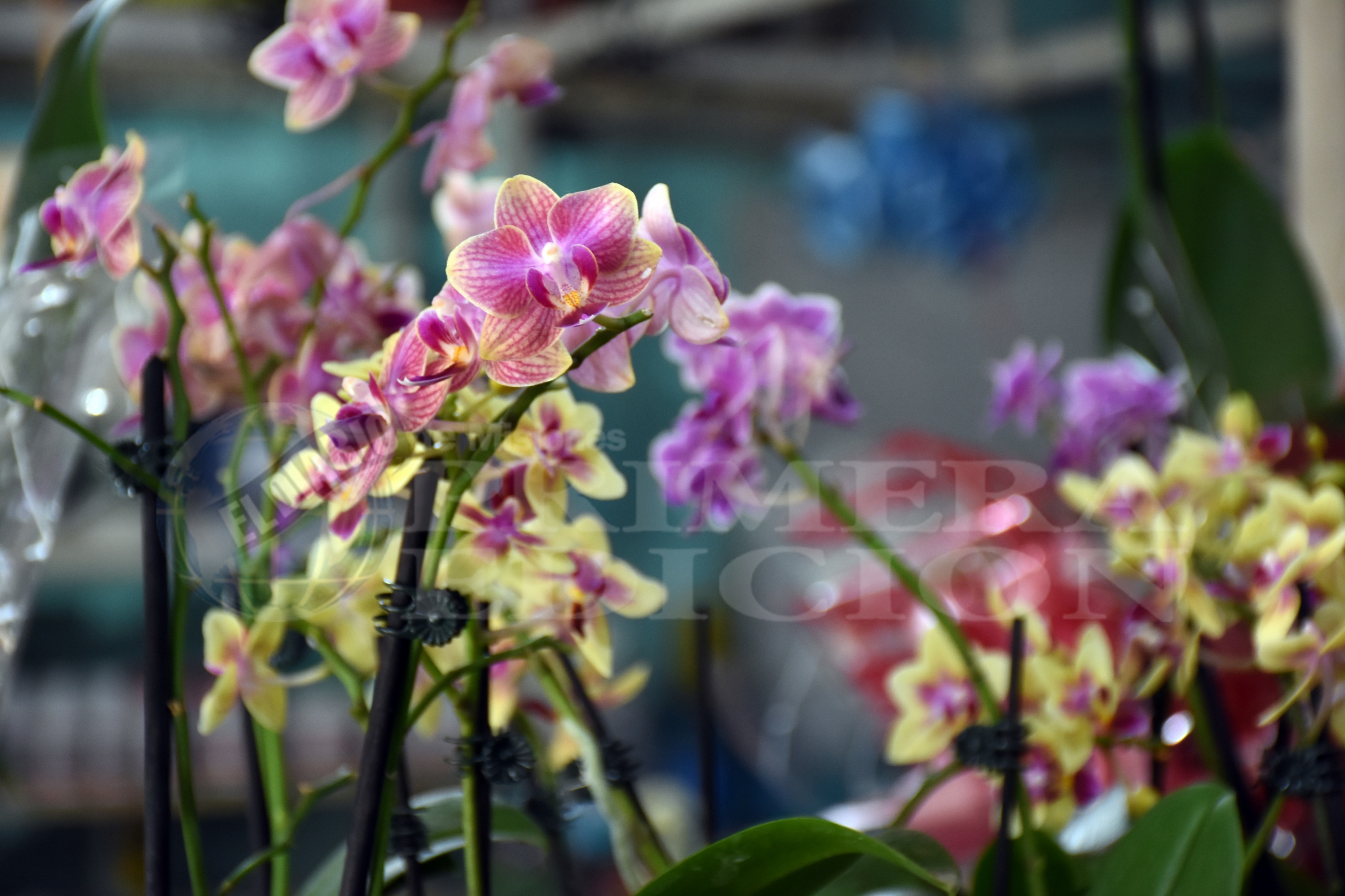 “La constancia y la buena atención nos mantienen vigentes”