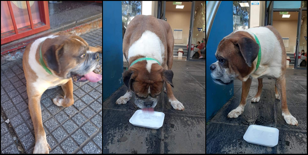 SOS Mascotas: Uno ya se encuentra con su familia