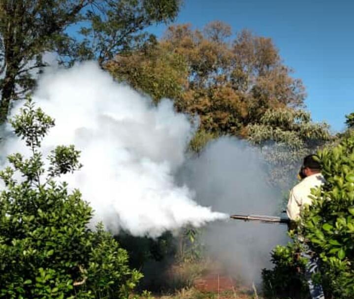 Preocupan las fumigaciones en los cultivos de yerba mate ante la plaga de tucuras