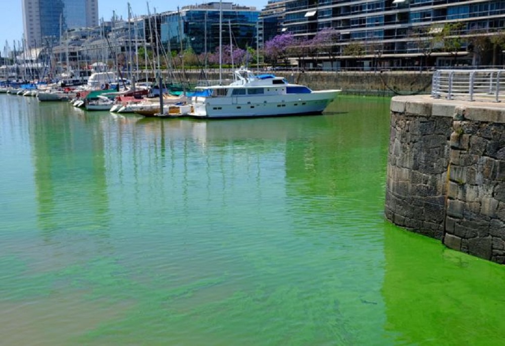 Sorpresa: “aguas verdes” en pleno Puerto Madero