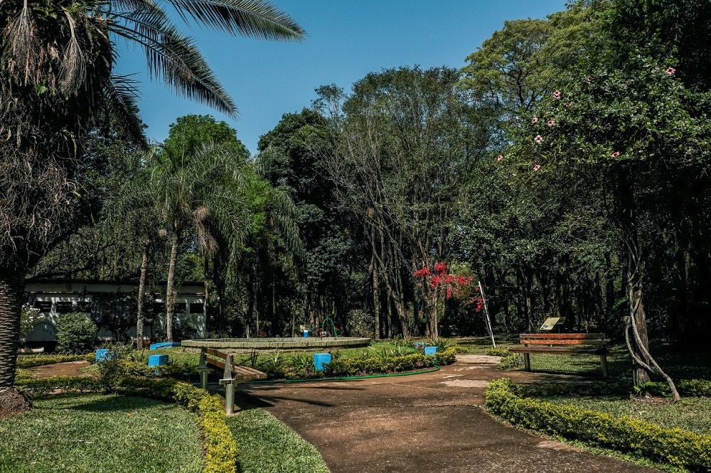 Llevan adelante un ordenamiento de ejemplares arbóreos en Posadas