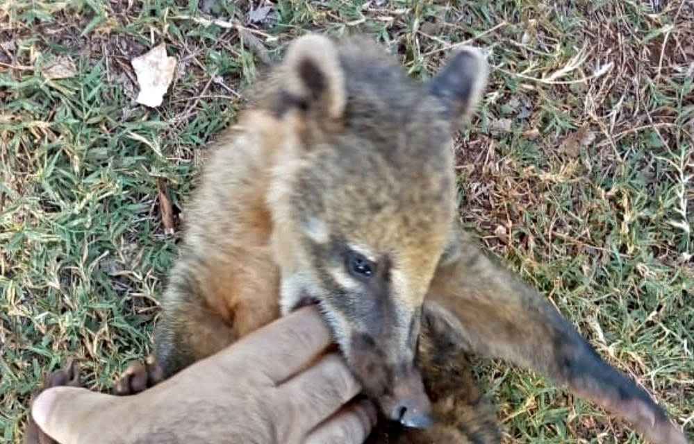 Un coatí, el amigo menos pensado de los perros de la aldea Iryapú