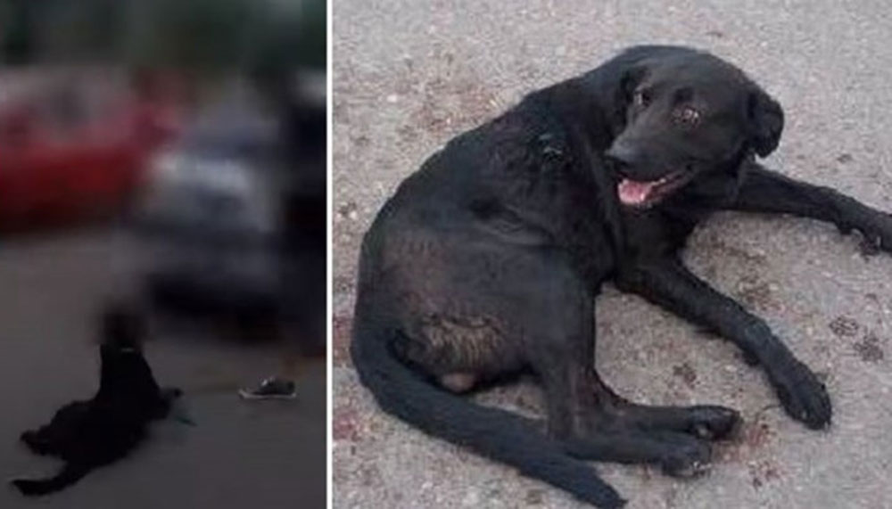 Imputan a una docente por maltrato animal