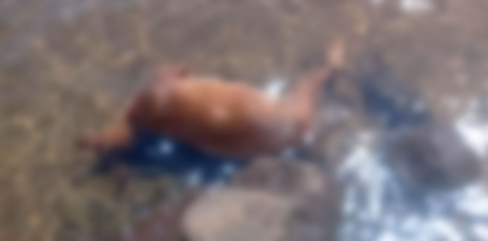 Arrojaron al río a un perro atado a una piedra