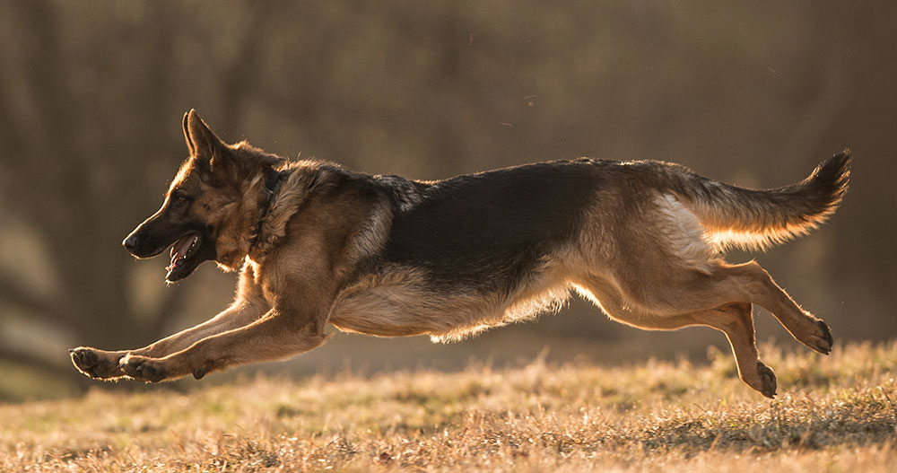 Perros atacan y ponen en fuga a delincuente
