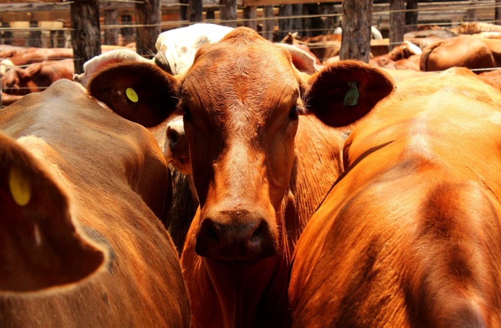 R&eacute;cord de animales y buenos precios en el tercer remate ganadero de Misiones