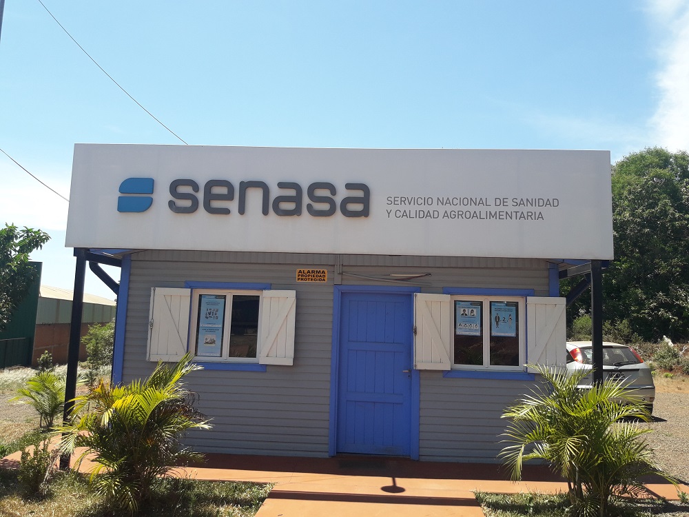 Tucuras: el SENASA pide que no se hagan fumigaciones por cuenta propia