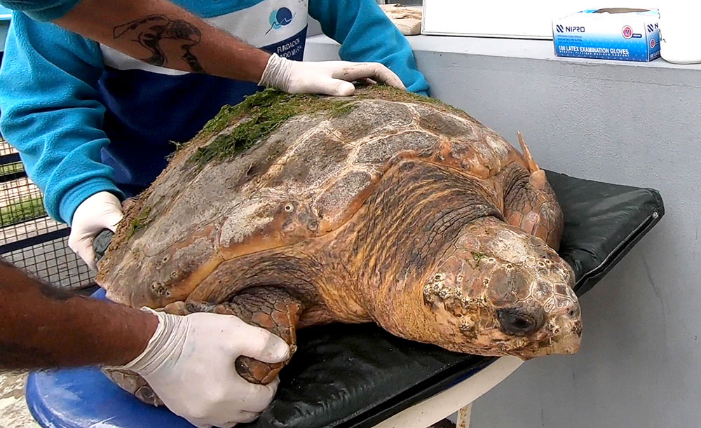 Tras quedar atrapada en red de pescador, regresan al mar a tortuga cabezona