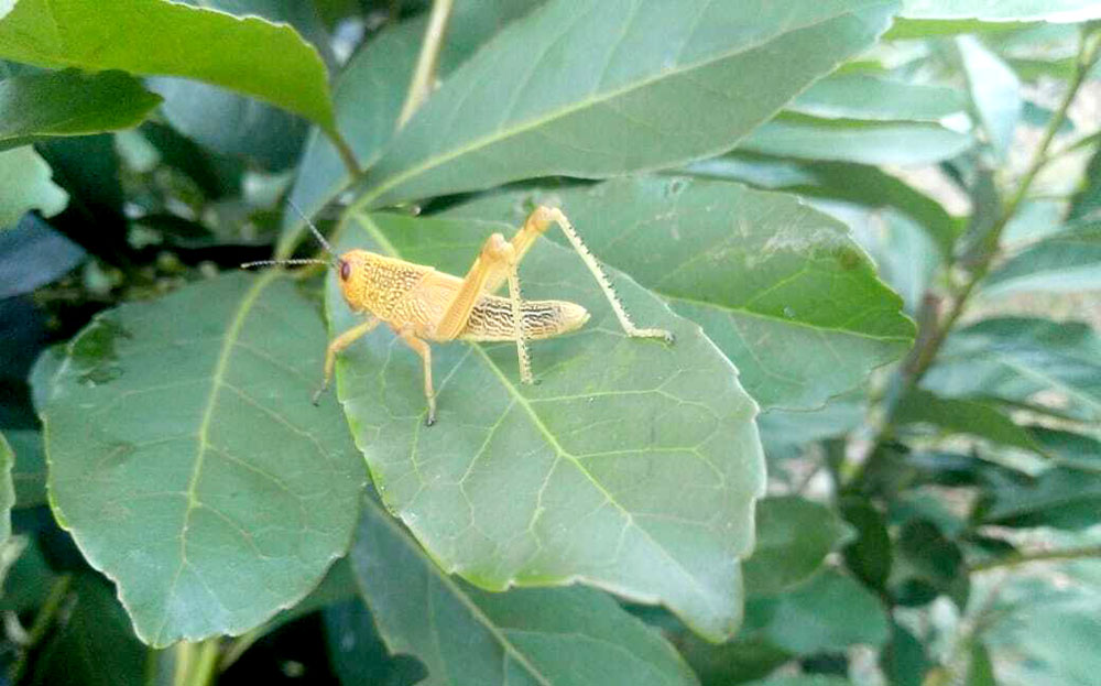 Preocupan las fumigaciones en los cultivos de yerba mate ante la plaga de tucuras