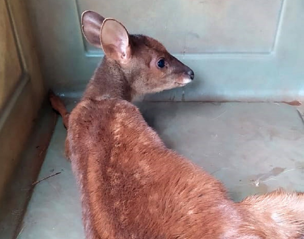 Rescataron un venado herido al costado de la ruta 12