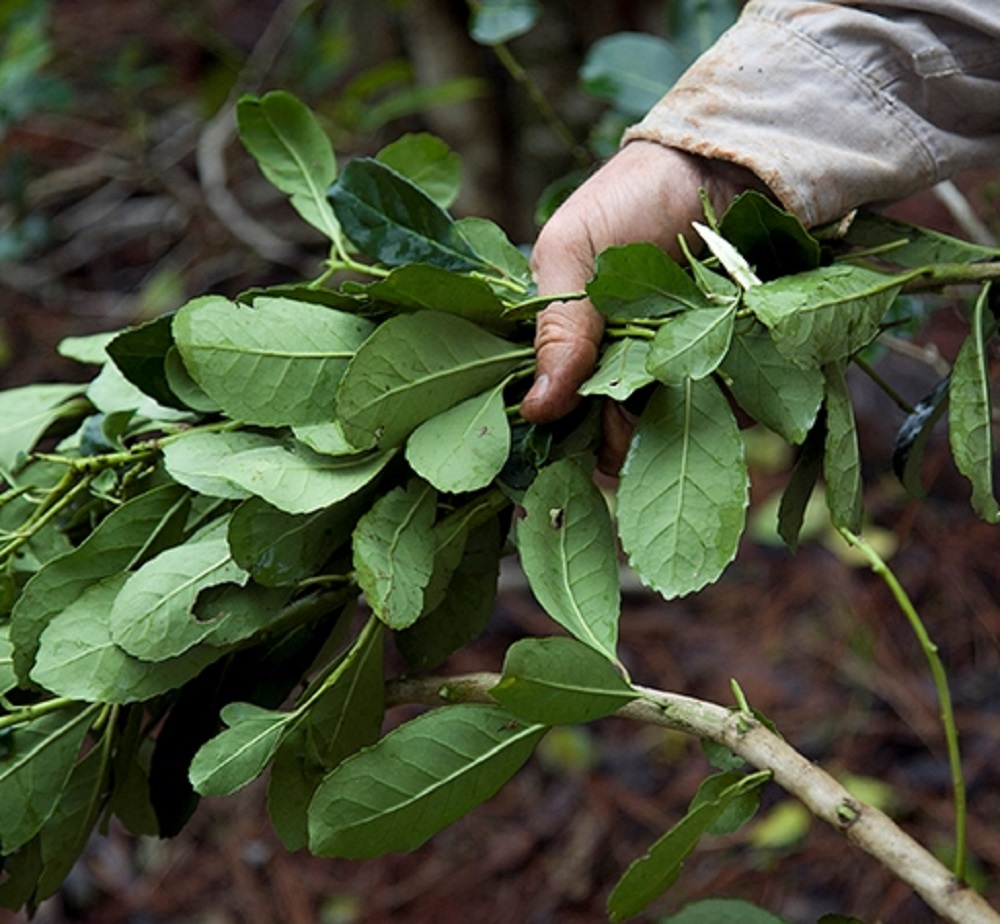 El próximo lunes pagarán la interzafra a trabajadores tareferos
