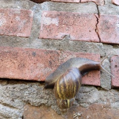 Caracoles africanos - senasa