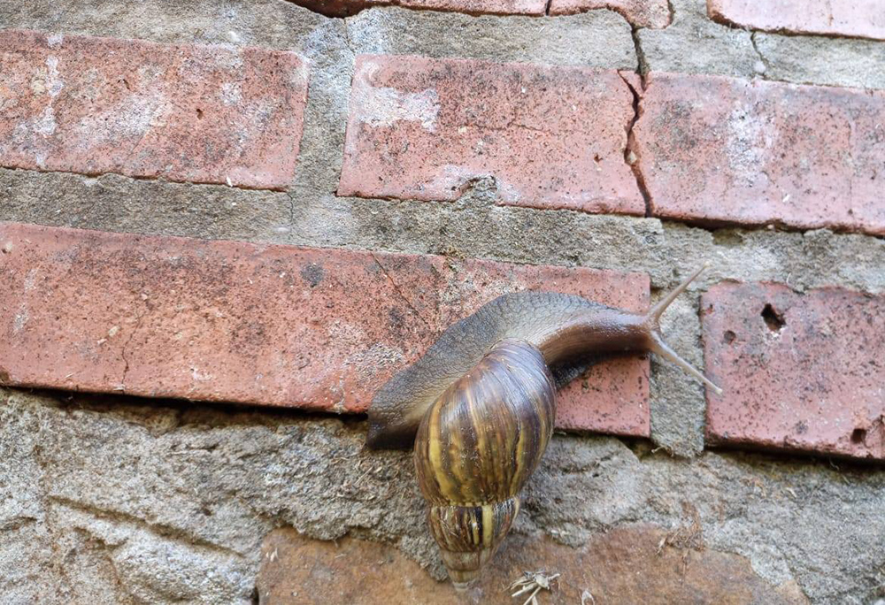 Caracoles africanos - senasa