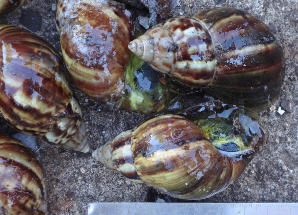 Caracoles africanos - senasa